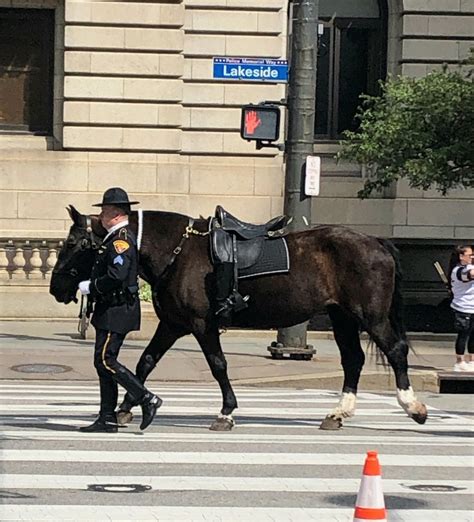 The Pride Of The Cleveland Police Mounted Unit The Cleveland Police