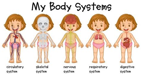 Different Systems In Human Being Illustration Vector Free Download