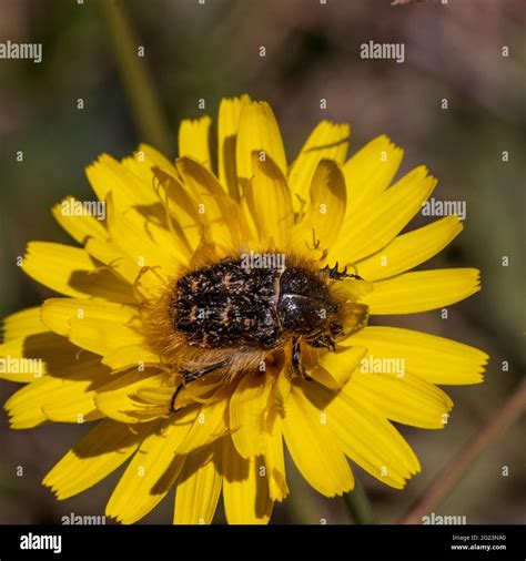 Tropinota Squalida Hairy Rose Beetle On A Yellow Wild Flower Stock