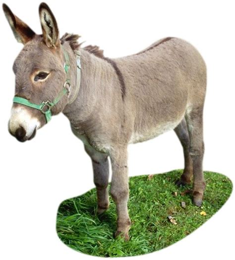 Carries genetic information and controls what happens inside the cell. Donkey. The name donkey comes from the old English word ...