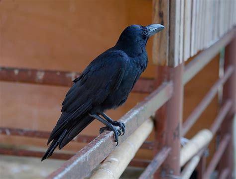 Birds That Start With C - WorldAtlas.com