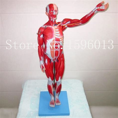 Hot 78cm Human Full Body And Muscles Model Muscles Of