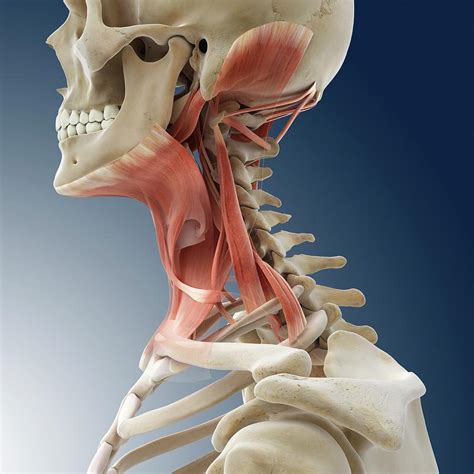 Muscles Of Neck