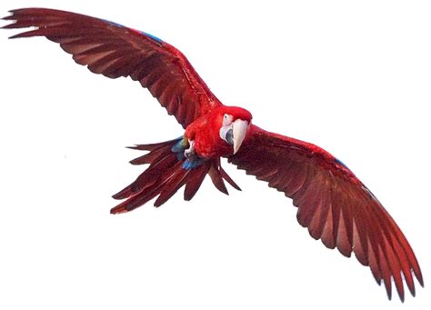 Macaw Png Transparent Images Png All