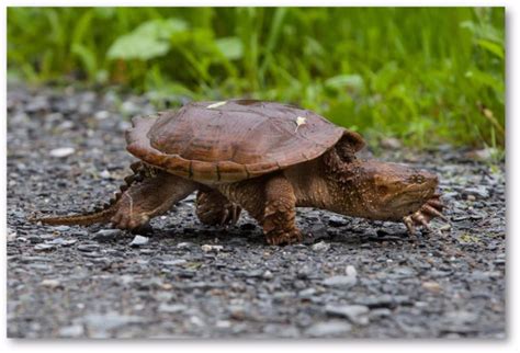 Chelydra Serpentina Snapping Turtle Vermont Reptile And Amphibian Atlas