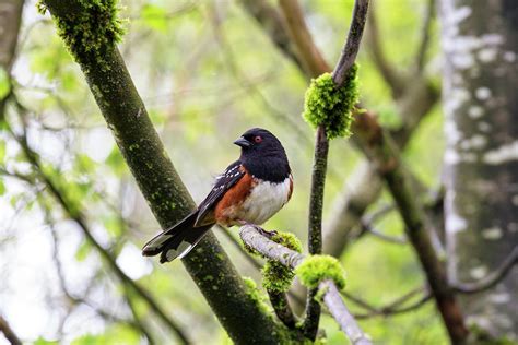Cautious Male Spotted Towhee Pipilo Maculatus Photograph By Michael
