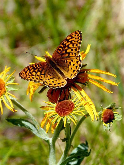 Pin On Butterfly