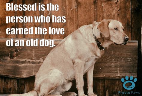 Pin By Presto Paws On Pet Quotes Old Dog Quotes Dogs