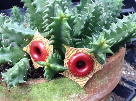 The lifesaver cactus bloom appears around october and stay around until march. Life Saver Plant