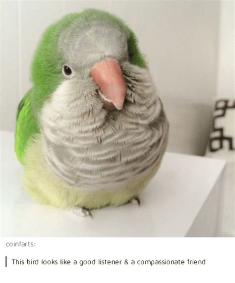Cutesypooh Birb Memes Pet Birds Parrot
