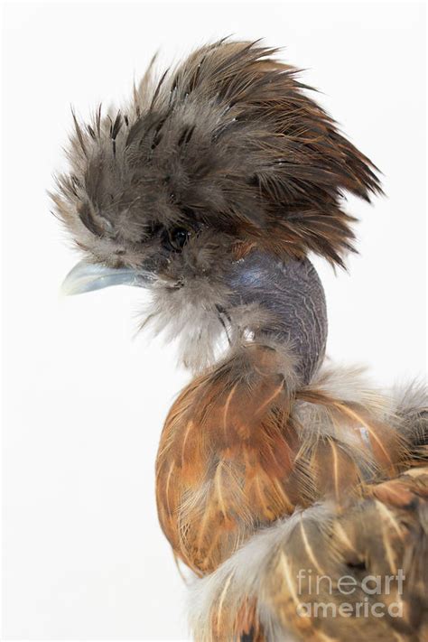 Naked Neck Silkie Chicken Photograph By Jeannette Hunt Fine Art America