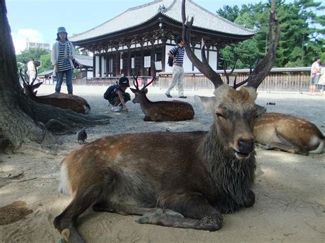 The site owner hides the web page description. 奈良公園の鹿 - 太陽ってのはなぁ、電子レンジなんだよ! ～高1生の生活記録～