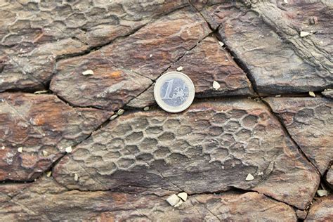 Paleodictyon Fossil Artifacts Unexplained Mysteries Out Of Place