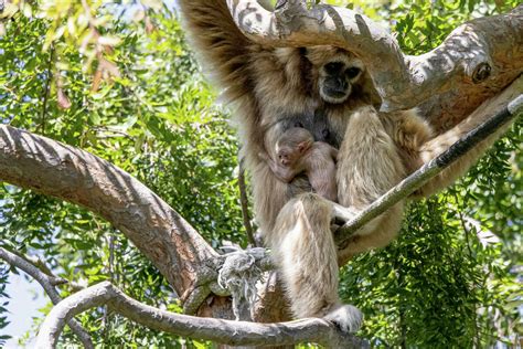 Rare Baby Ape Was Born In Oakland Zoo After Parents Bonded ‘for Life