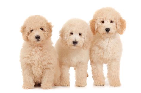 Dog toenails have blood vessels in them, and if you cut too far you can cause bleeding — and your dog may not cooperate the. How to Adopt | Teddybear Goldendoodles