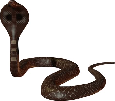 Snake Cobra Png Transparent Png Original Size Png Image Pngjoy