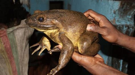 Worlds Largest Frogs Can Move Rocks Half Their Weight Fox News