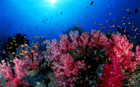 Gorgeous Ocean Corals Fish Wallpaper Nature And Landscape Wallpaper