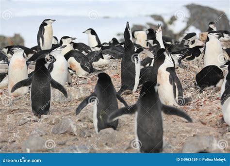 Chinstrap Penguins Sing In Antarctica Stock Image Image Of Ecological