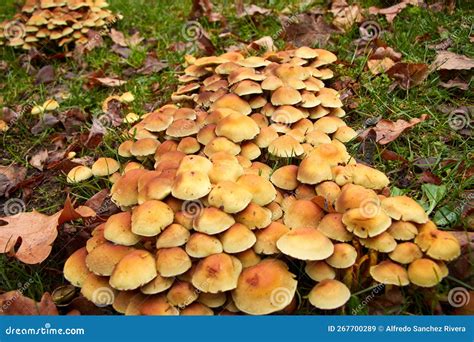 Cluster Of Small Orange Colored Mushrooms Growing On The Grass Stock