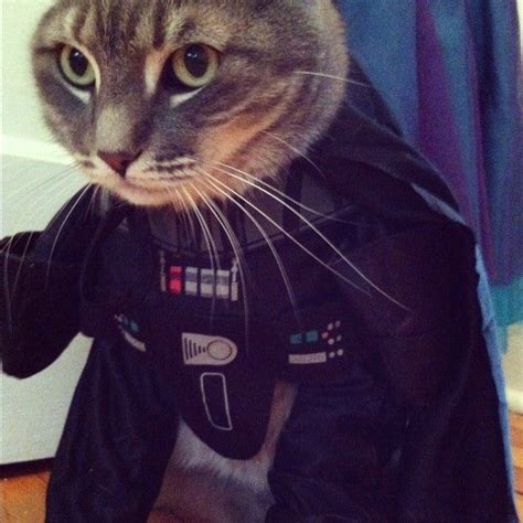 21 Star Wars Pets Who Are Celebrating May The Fourth In Style Animal