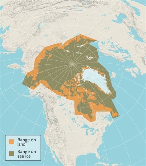 Polar Bears Habitat Map