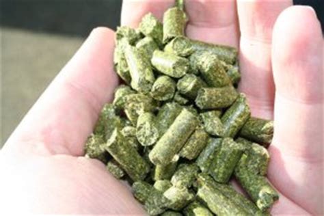 Fertilizing c/s with coffee grinds? Using alfalfa pellets as cheap organic fertilizer for your ...