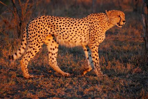 A cheetah close enough to touch | Pets | azdailysun.com