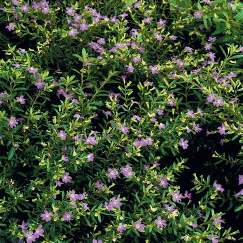 165 Gallon Purple Mexican Heather In Tray L7071 At