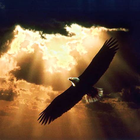 Wind Beneath My Wings Eagle Soaring Clouds Sky Gold Hd Wallpaper