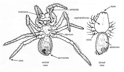 Glossary Mites And Other Microarthropods