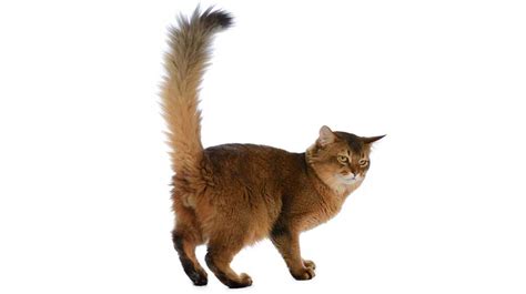 Talk To The Tail Whats Your Cat Telling You