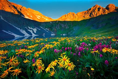 Flowers In The Mountains Wallpapers High Quality
