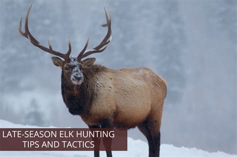 Late Season Elk Hunting Tips And Tactics Soap Mesa Outfitters