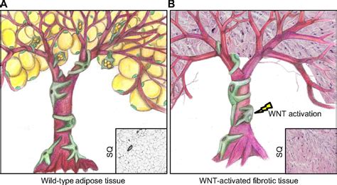 The Developmental Origins Of Adipose Tissue Development The Company