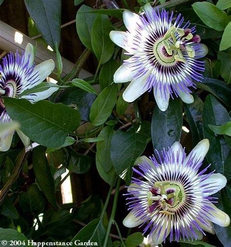 Plantfiles Pictures Passiflora Species Blue Passion Flower Hardy