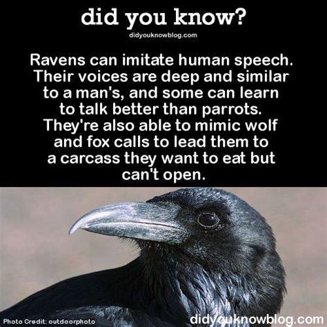 multiverse tales did you know ravens
