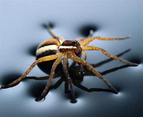 The Worlds Scariest Spiders Daily Star