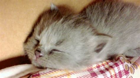 Munchkin Baby Kittens Lullaby 5 Scottish Fold Cute