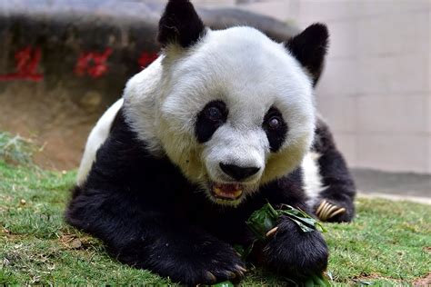 World S Oldest Captive Panda Dies At 37 Live Science