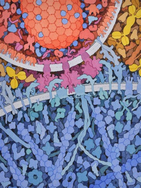 David S Goodsell The Machinery Of Life — Dop Biology Art Science