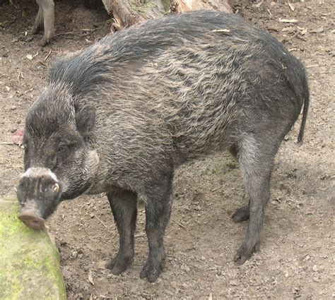 Visayan Warty Pig Wikipedia