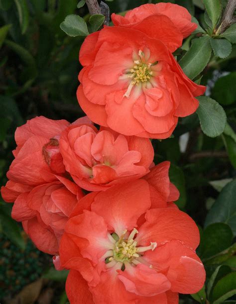 All The Dirt On Gardening Do You Know Your Flowering Quince