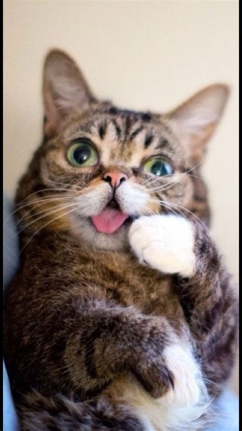 Lil Bub So Adowable Pics Of Cute Cats Crazy Cats Cute Little Kittens