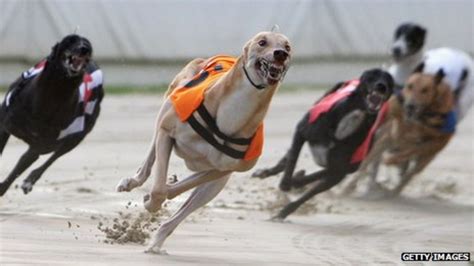 Is The End Nigh For Dog Racing Bbc News