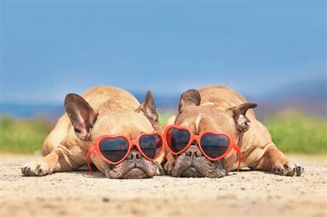 Pair Of French Bulldog Dogs Wearing Heart Shaped Sunglasses In Summer