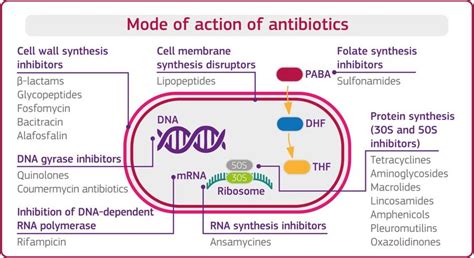 Mechanism Of Action Of Antibiotics Chart Imagesee