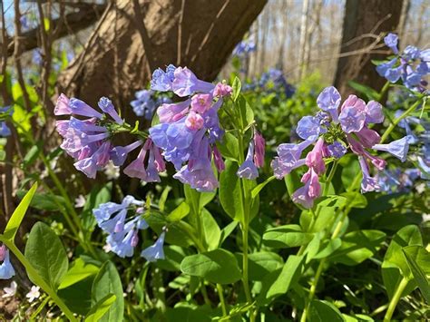 Virginia Bluebell Season Is Almost Here
