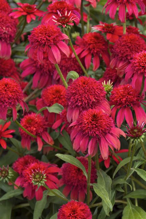 Flowering shrub varieties are abundant in zone. Double Scoop™ Cranberry Coneflower has giant flowers that ...