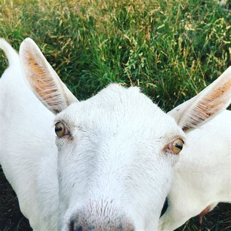 My Goat Rourwyominglife
